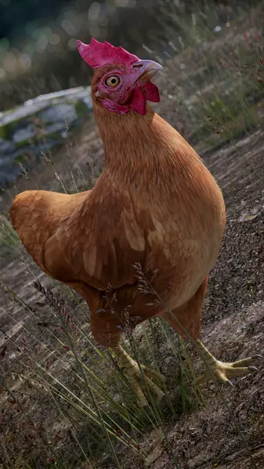 Looks amazing, thank you.